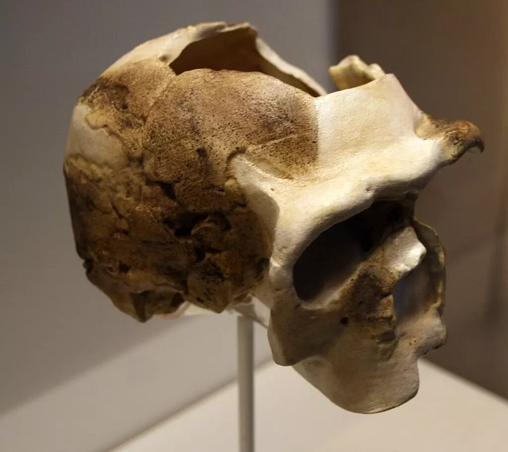     Автор: Nachosan Источник: Wikimedia Commons