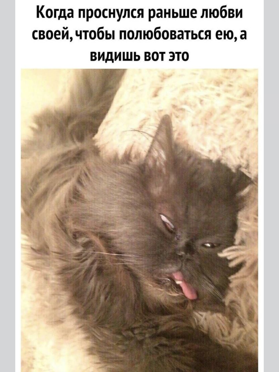 Кот проснулся картинки