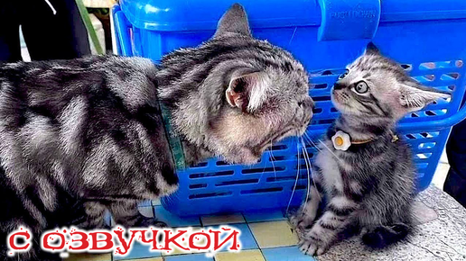 - МАМОЧКА, НЕ РУГАЙСЯ! Приколы с котами! САМЫЕ СМЕШНЫЕ ЖИВОТНЫЕ С ОЗВУЧКОЙ!