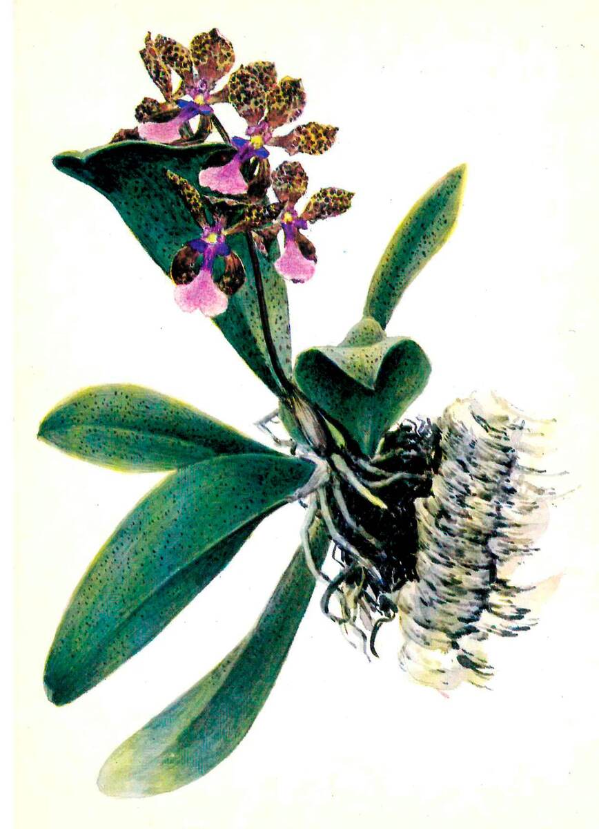 Онцидиум Ланса – Oncidium Lanceanum Lindl. Рисунок художника А. К. Шипиленко. Москва, 1986 г.