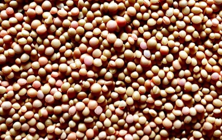    Гороховый коллапс 2024 в Мексике заставит искать источники импорта