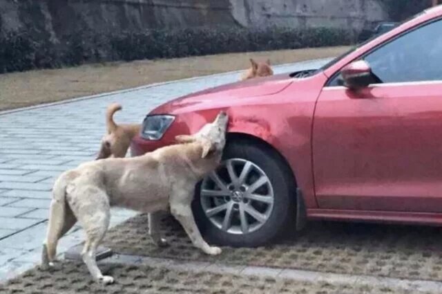    Попадает ли нападение собак на автомобиль под страховой случай?