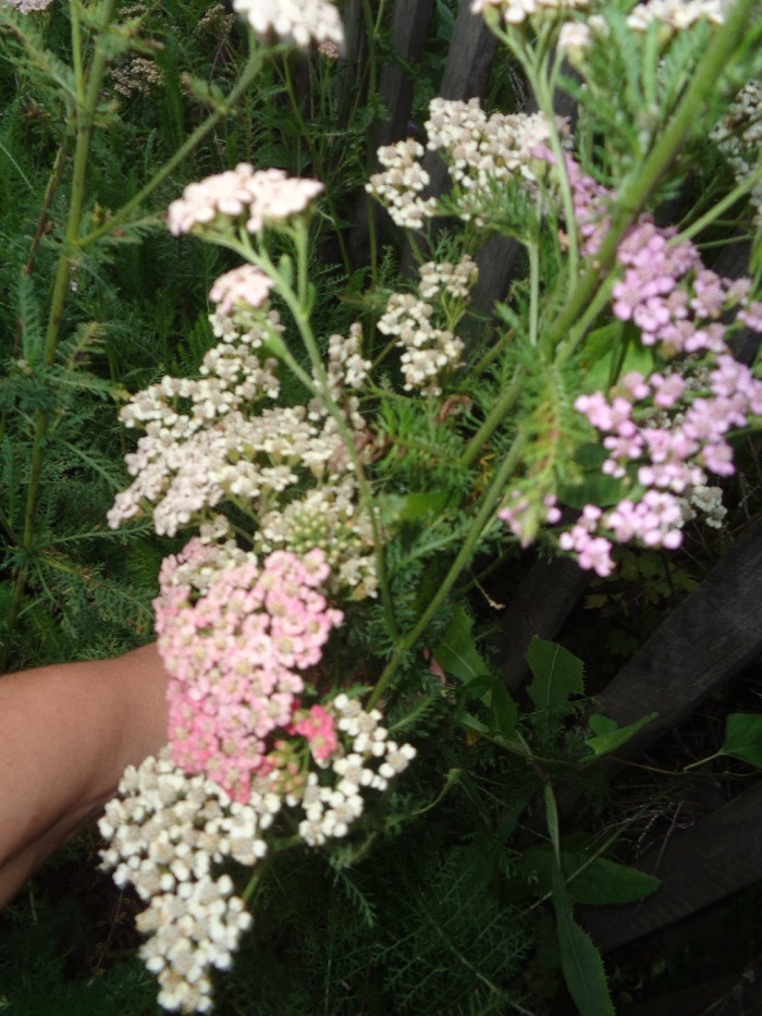 Тысячелистник на даче