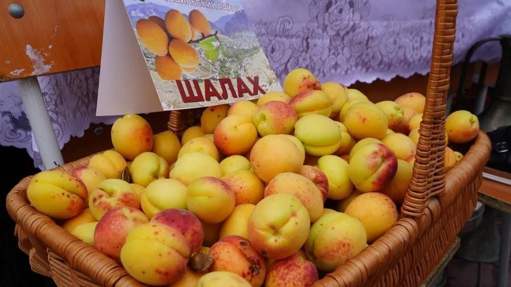 Фрукты, представленные на фестивале «Золотой абрикос Дагестана». // Фото: Минсельхозпрод РД