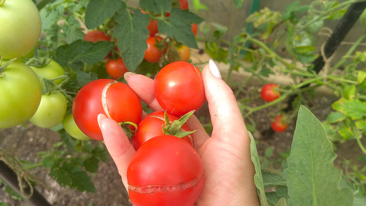 Тоже проблема, но другая - плоды растрескались. Фото автора