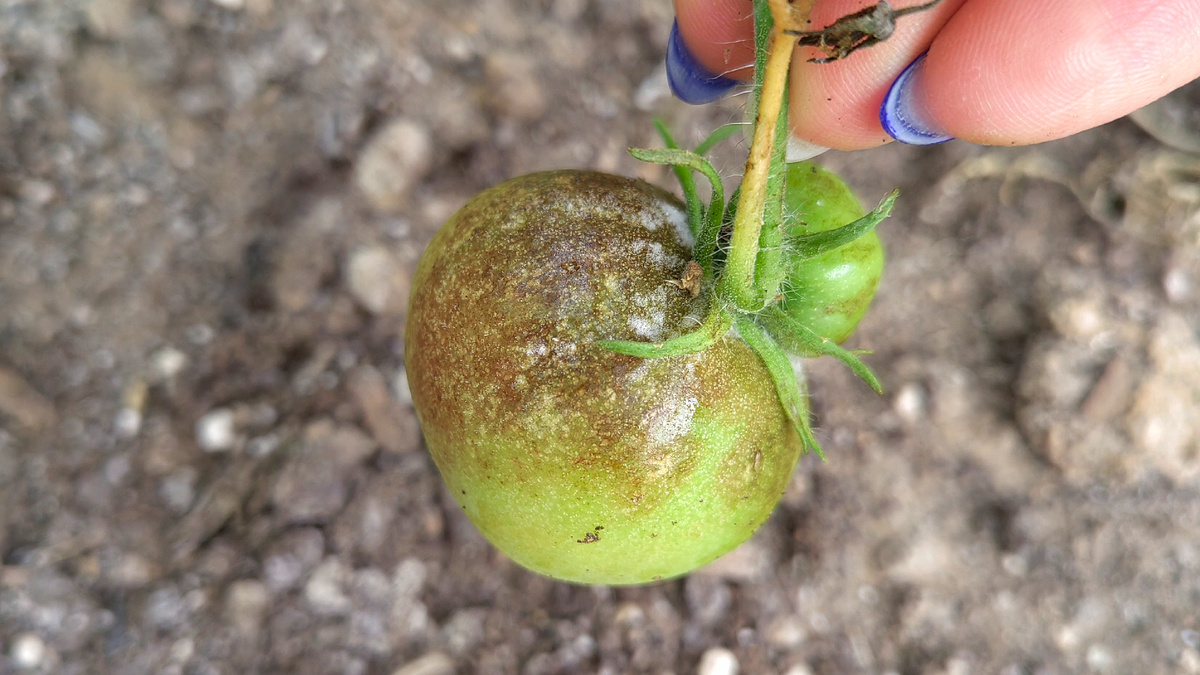 Фитофтороз. Не обошлось. Но это странный сорт-пересорт. Фото автора