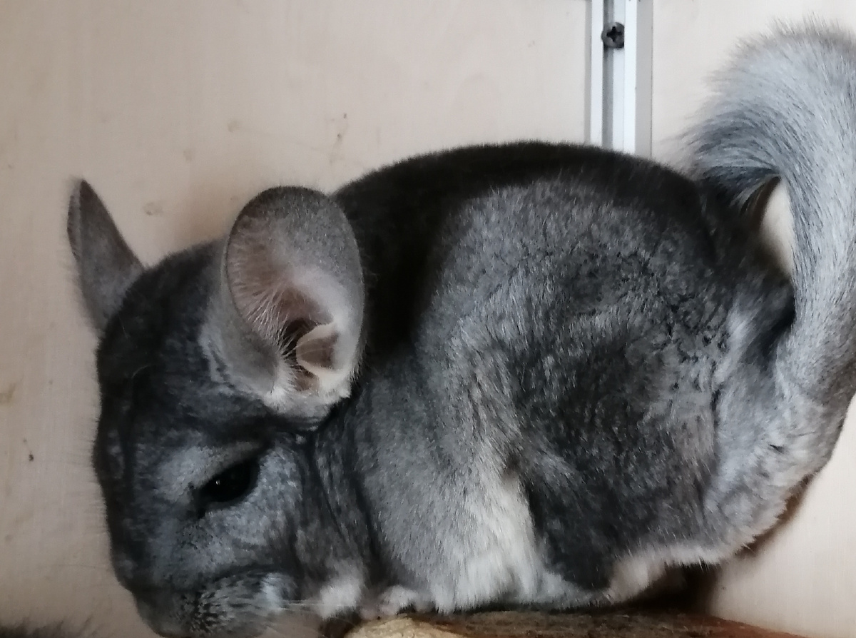 фото автора. самка стандартного окраса