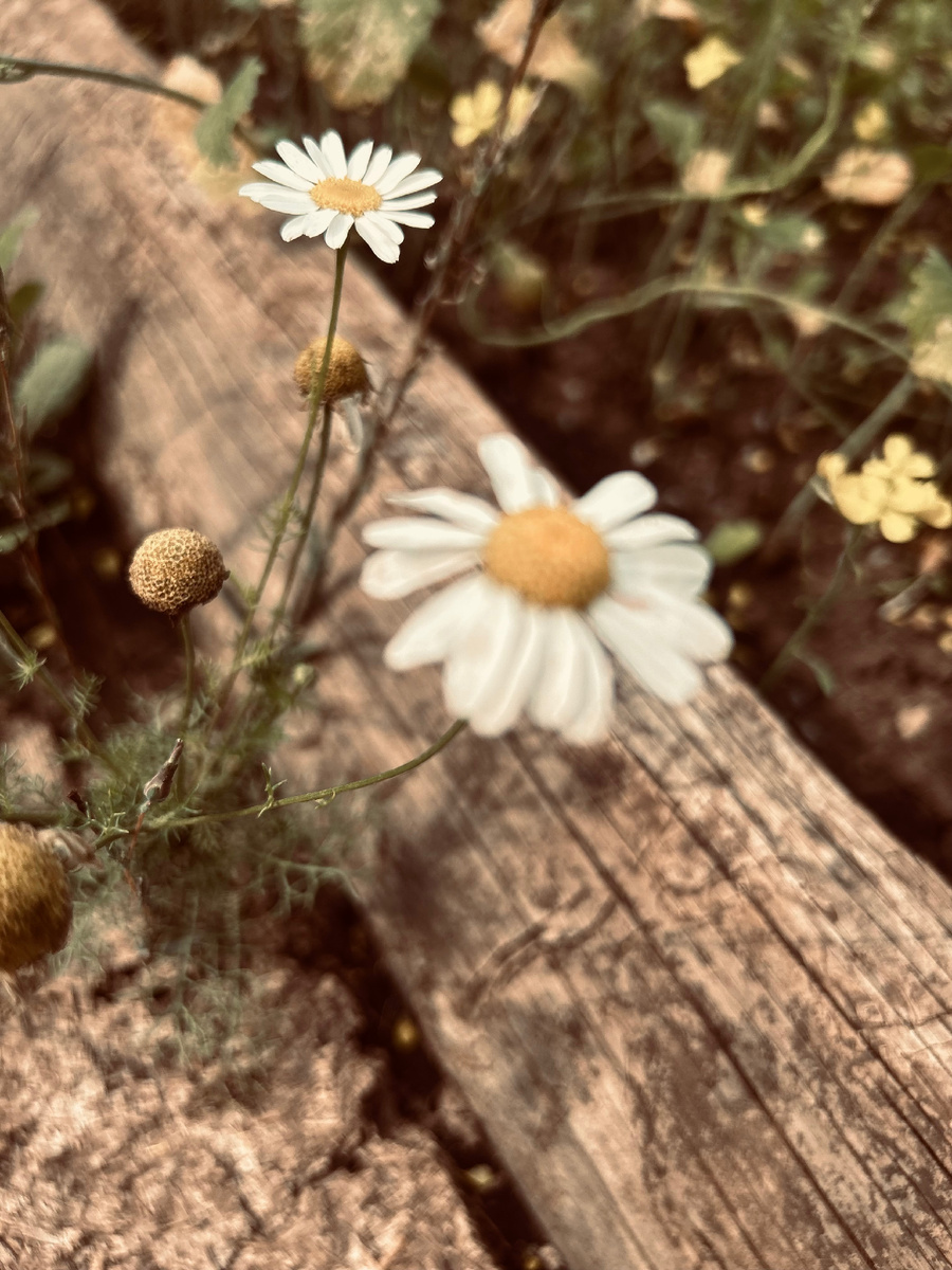 Фотография автора.