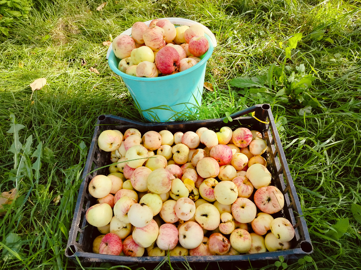 Наши яблоки