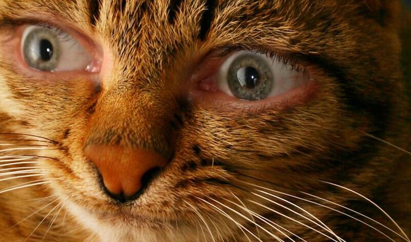 Рыжий кот с человеческими глазами удивил своей трагической историей