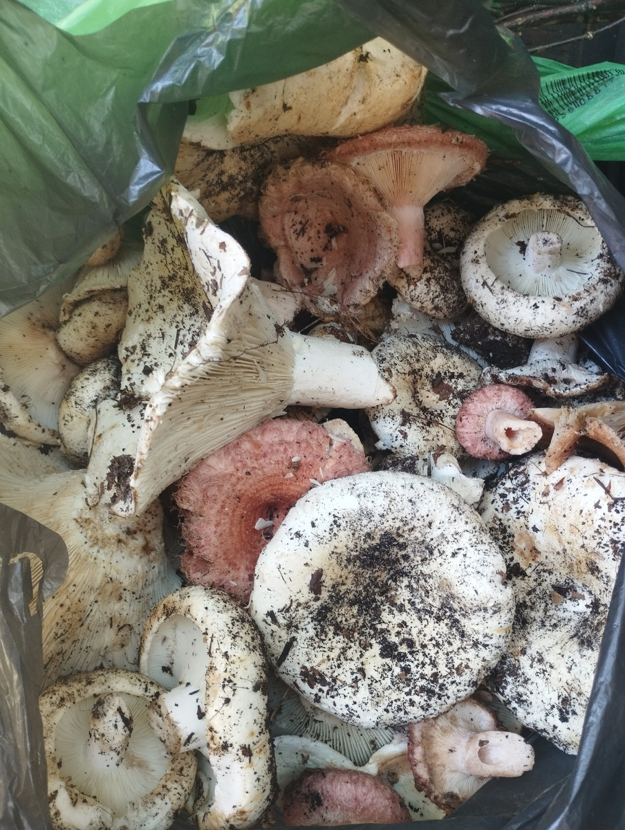 Наша добыча 😊