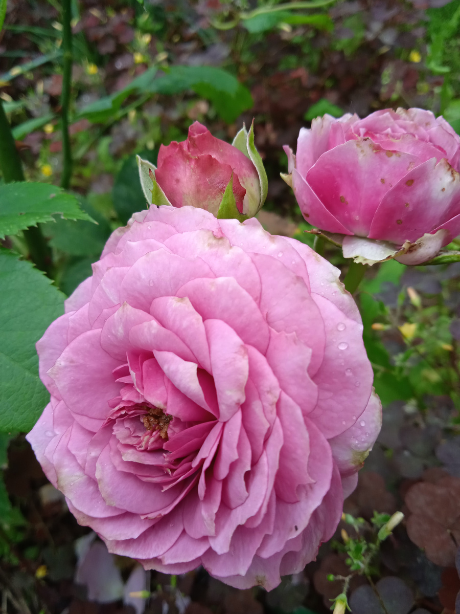 Флорибунда Лавандер Айс