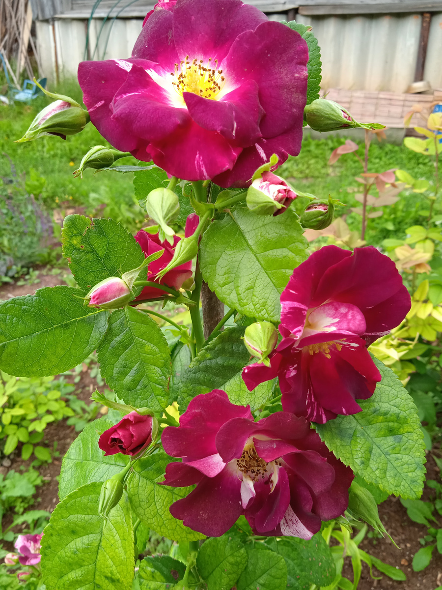 Плетистая Перпл Сплеш