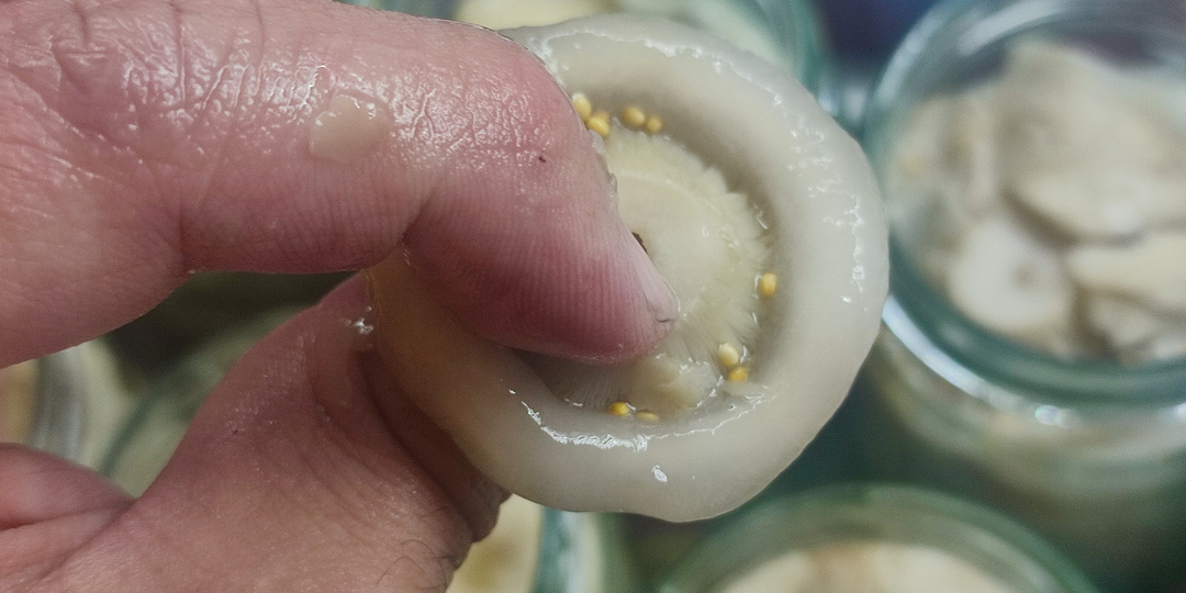 Едим грузди сразу, а не ждем нескольких месяцев. Делюсь лучшим безопасным рецептом.