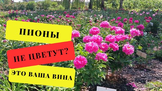 Пионы: все причины, почему у вас не цветут