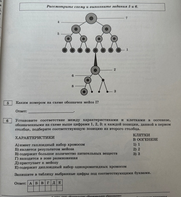 №5 и №6, вариант 4
