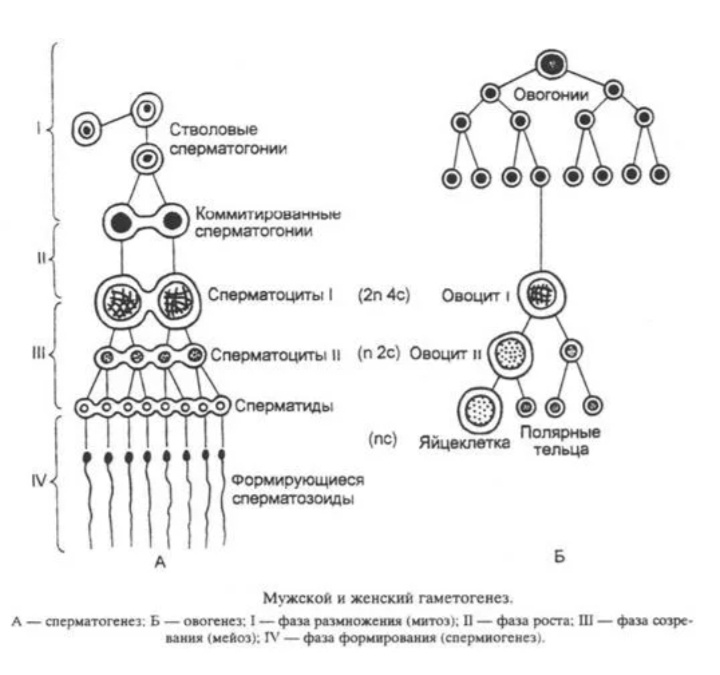 Фазы овогенеза схема. Сперматогенез в семенниках. Общая схема гаметогенеза у животных. Схема основных этапов сперматогенеза и овогенеза. Таблица гаметогенез 10 класс.