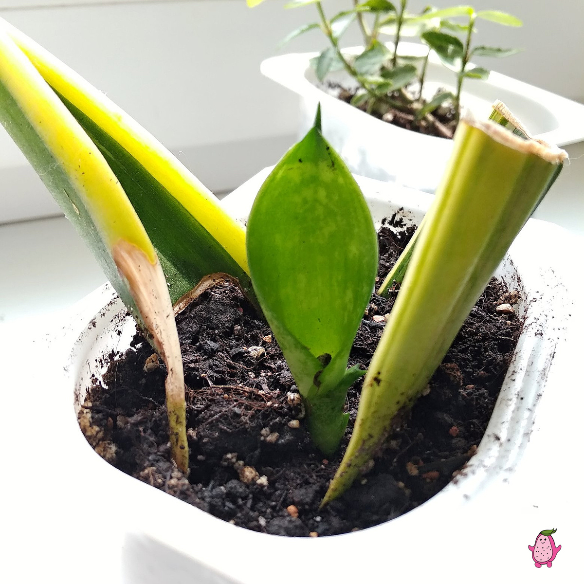 Первая детка снсевиерии