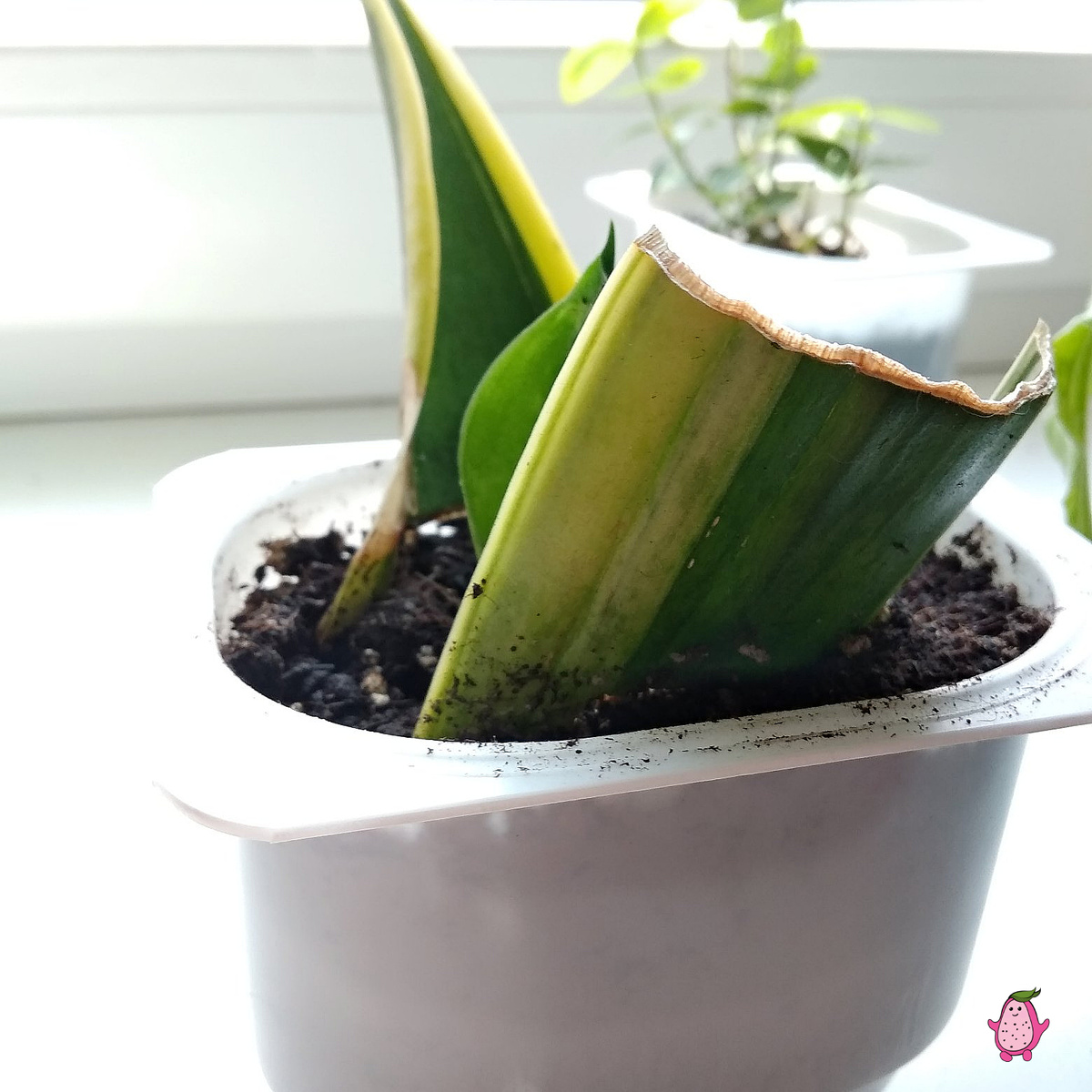 С нижней стороны вариегатная полоса на месте