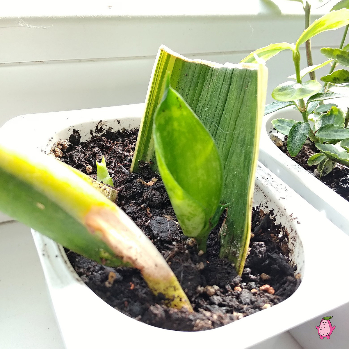 С лтцевой стороны черенок позеленел