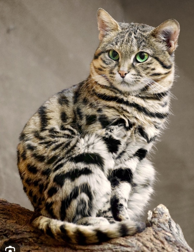 Черноногая кошка