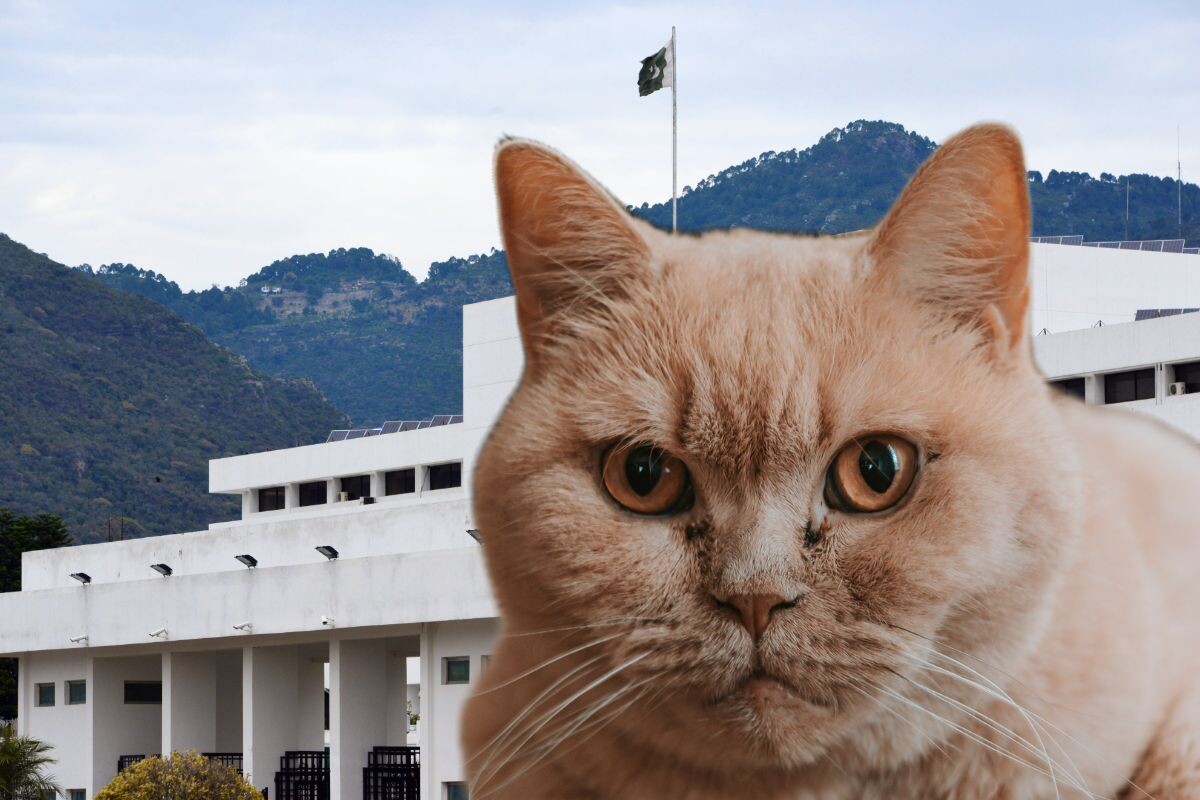 Парламент Пакистана задействовал кошек-крысоловов