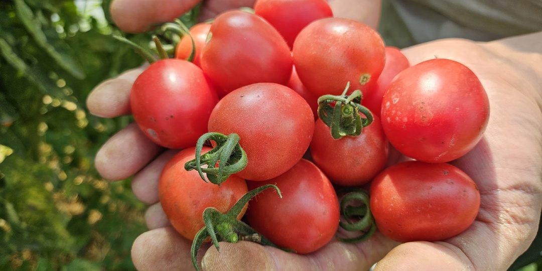 8 удачных томатов, устойчивых к фитофторе: с ними без вкусного и большого урожая не останетесь, проверено