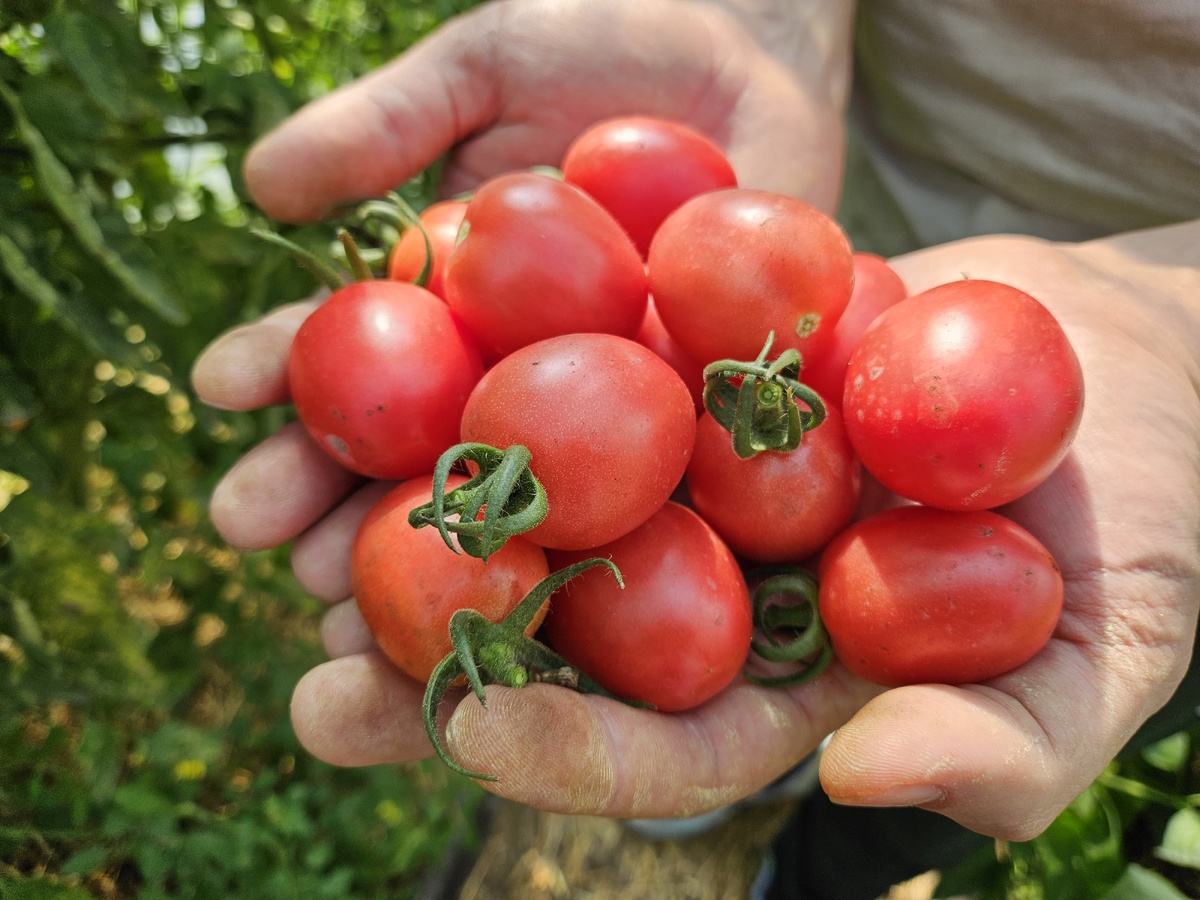 Смотрю на фотографии - аж слюнки текут))