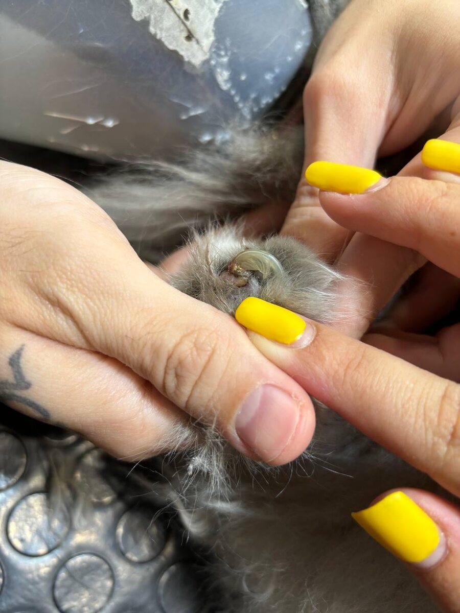 Коготь врос в подушечку Мейн куна