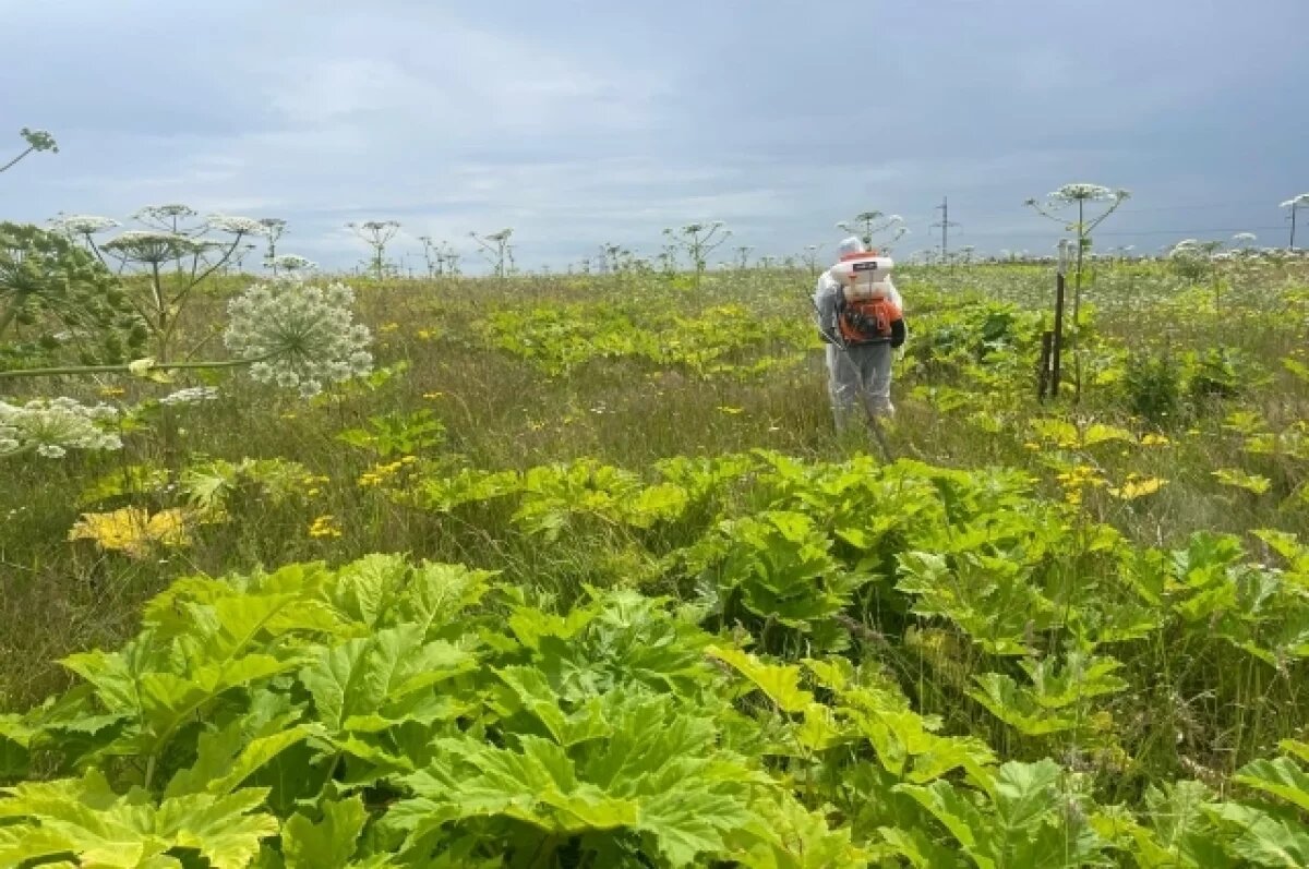    В Нижегородской области могут усилить меры по борьбе с борщевиком
