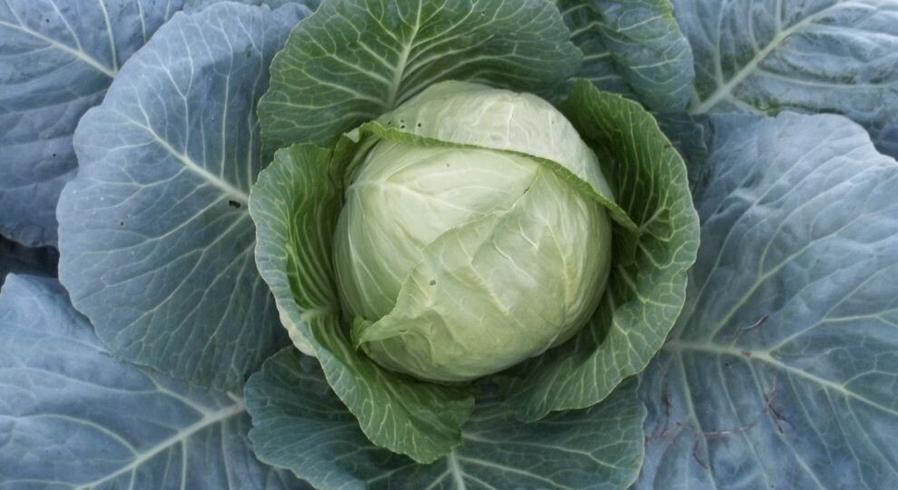 Нужно ли обрывать у капусты нижние листья и как это делать правильно