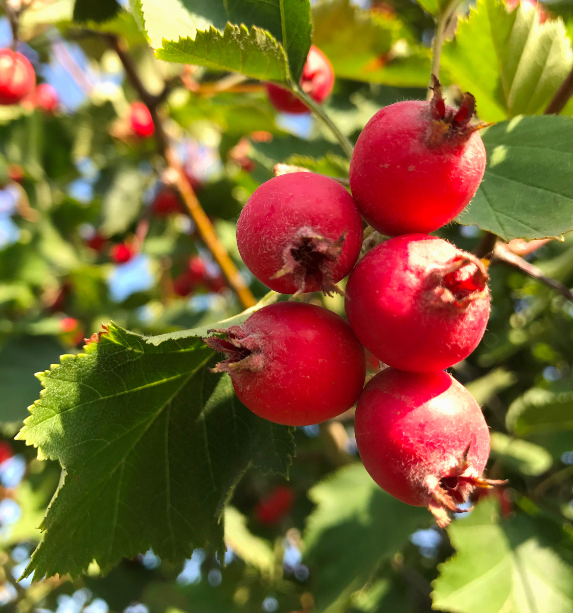 Боярышник мягковатый 
Crataegus submolis