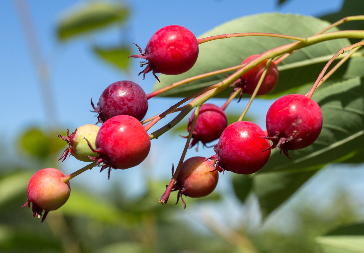 Ирга Ламарка "Балерина" 
Amelanchier lamarckii 'Ballerina'