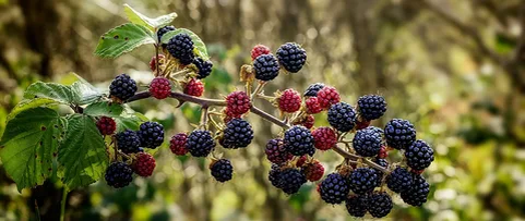 Ежевика. Фото из интернета