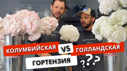 Download Video: ❓С КАКОЙ ГОРТЕНЗИЕЙ РАБОТАТЬ? Голландская или колумбийская гортензия? Плюсы и минусы. Наш опыт!