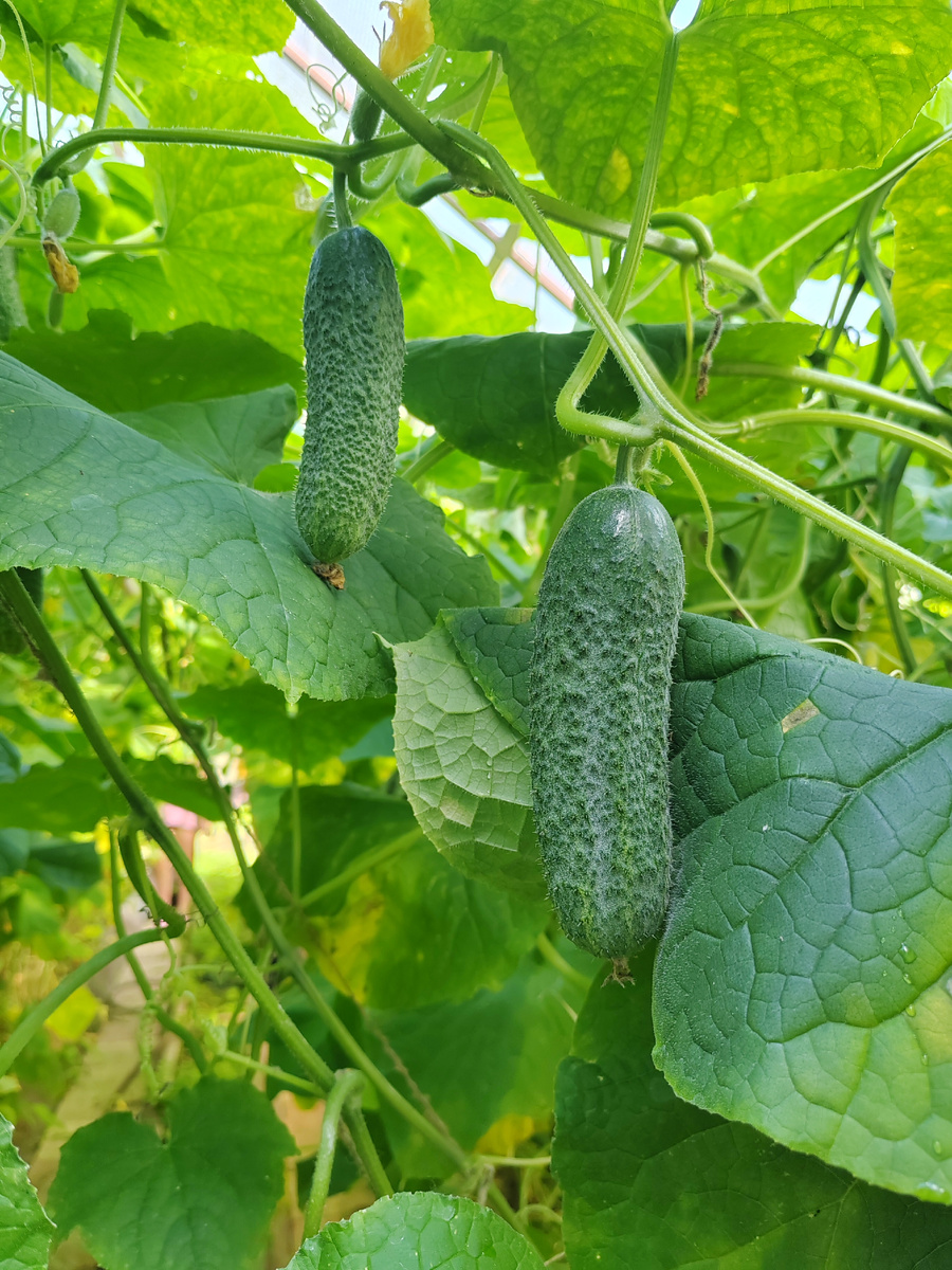 Идеальный размер для закатки