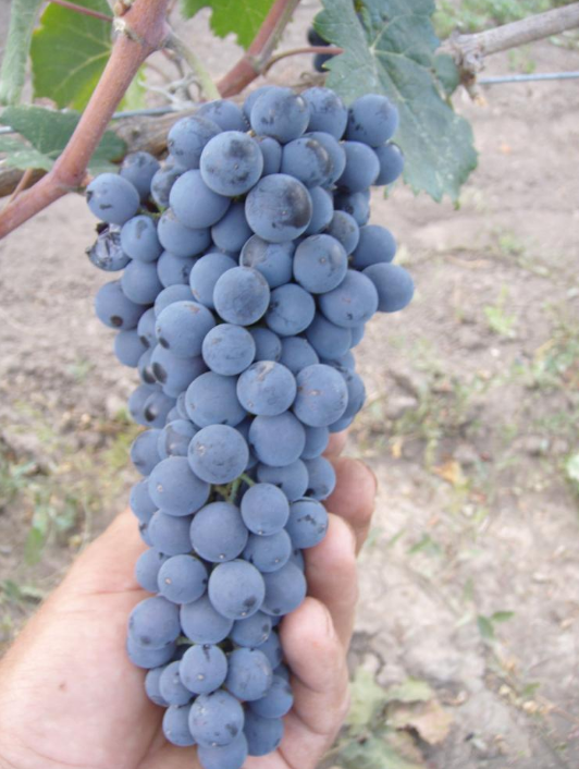 Виноград — Александроули