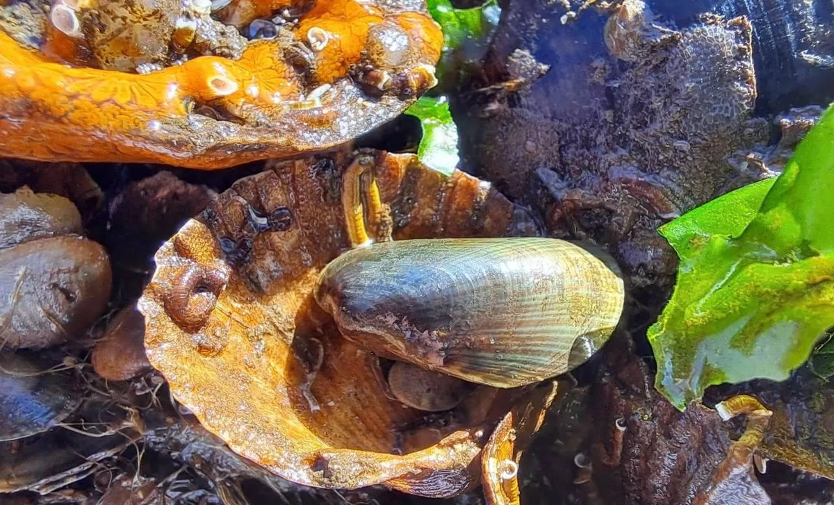 © Пресс-служба ФИЦ ИнБЮМ им. А.О. Ковалевского РАН (Севастополь)