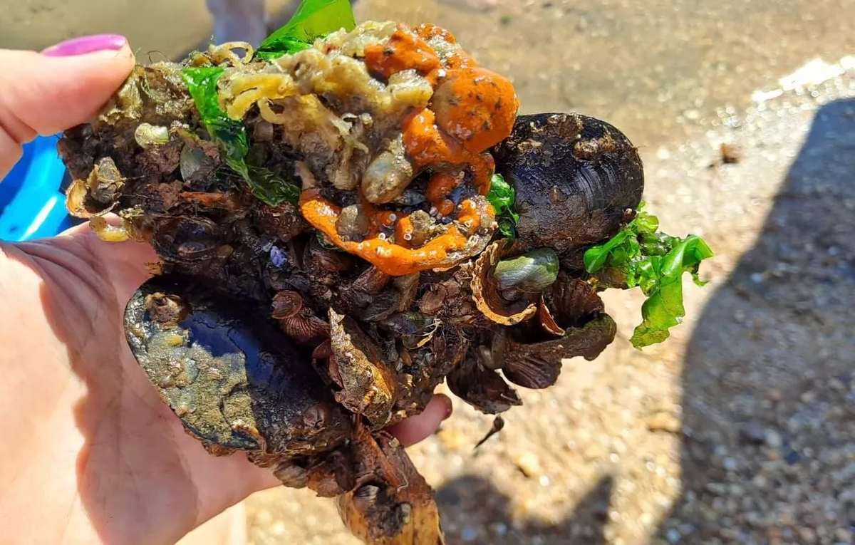 © Пресс-служба ФИЦ ИнБЮМ им. А.О. Ковалевского РАН (Севастополь)