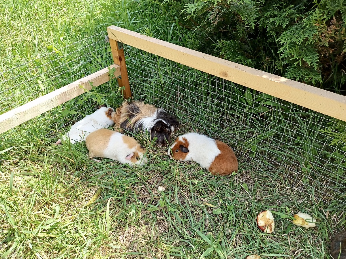 морские свинки, самочки