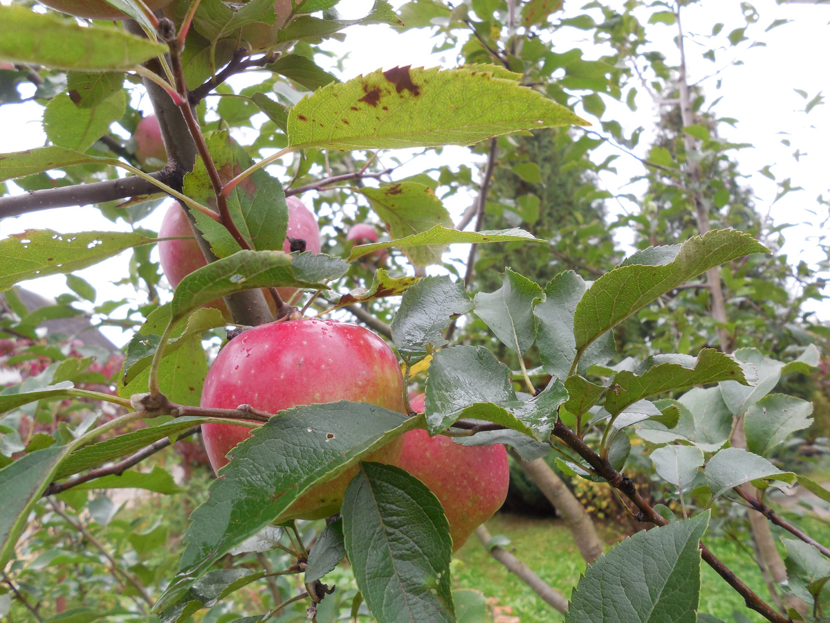 Та яблоня росла перед домом на лужайке