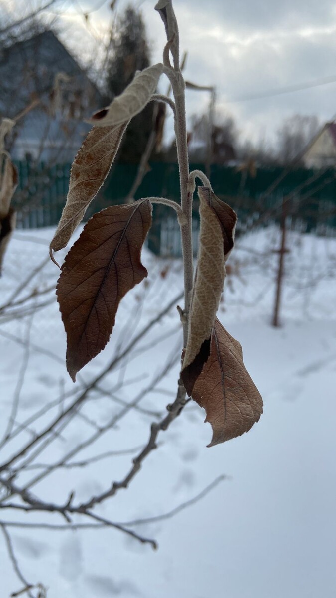 Февраль. И листья не облетевшие. Та самая яблоня
