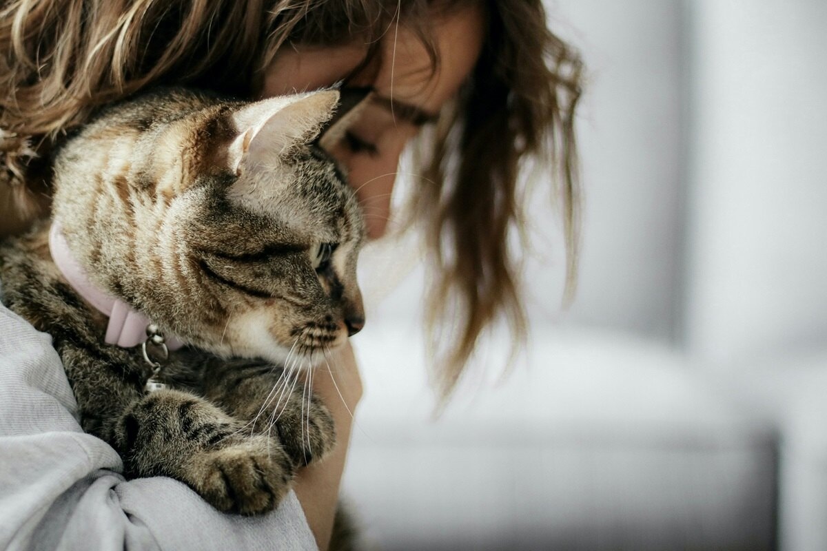     Это было в «Симпсонах»: ученые доказали миф о «безумных кошатницах»