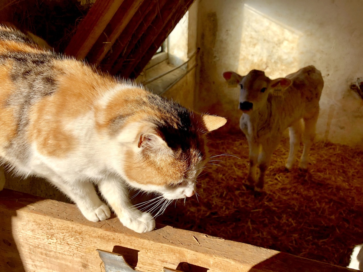 Фото: b_chris/Pixabay.com