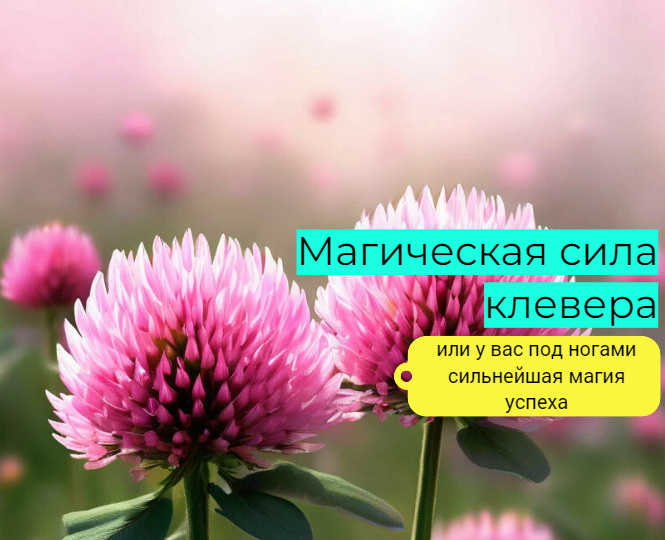 Магические свойства клевера