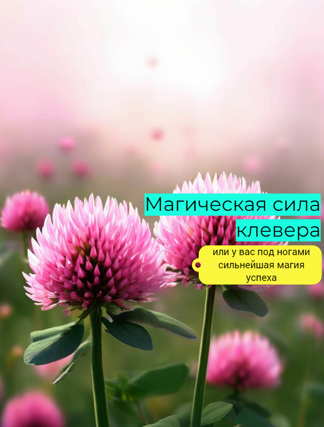Клевер обладает невероятной силой успеха и процветания - достаточно просто посмотреть себе под ноги