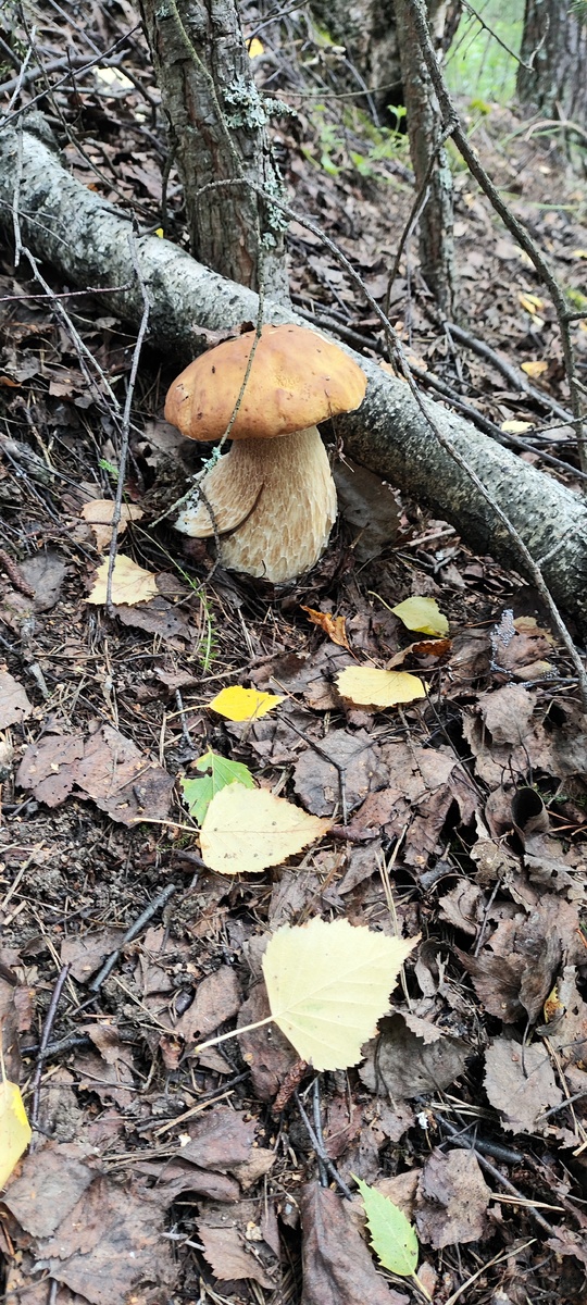 Любимчики многих, считается самым вкусным из грибов и душистым, делать с ними можно, что угодно!!! 
