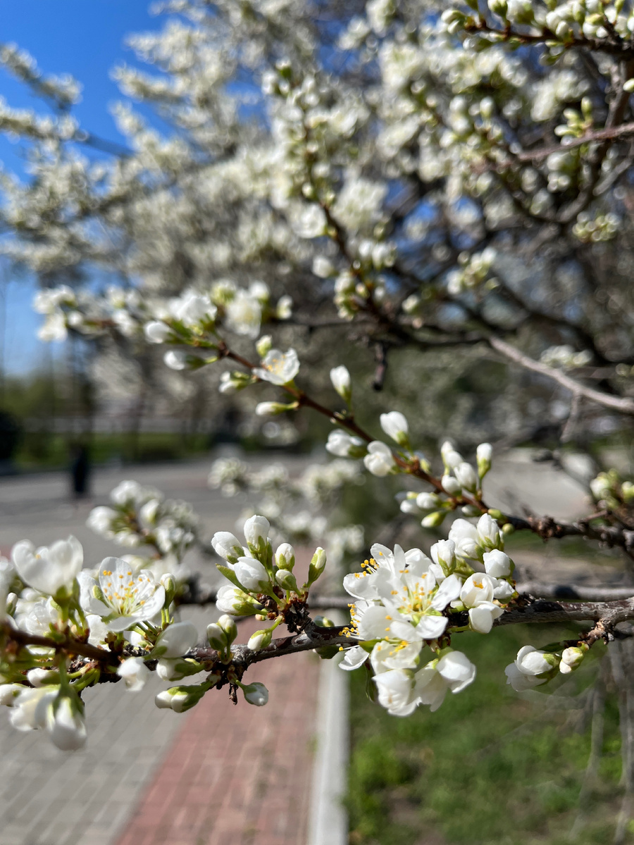 Весна идет, весне дорогу ( фото автора )