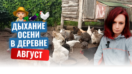 👩‍🌾🏡Август в деревне: выросли куры 🍅🍆 Собираем урожай