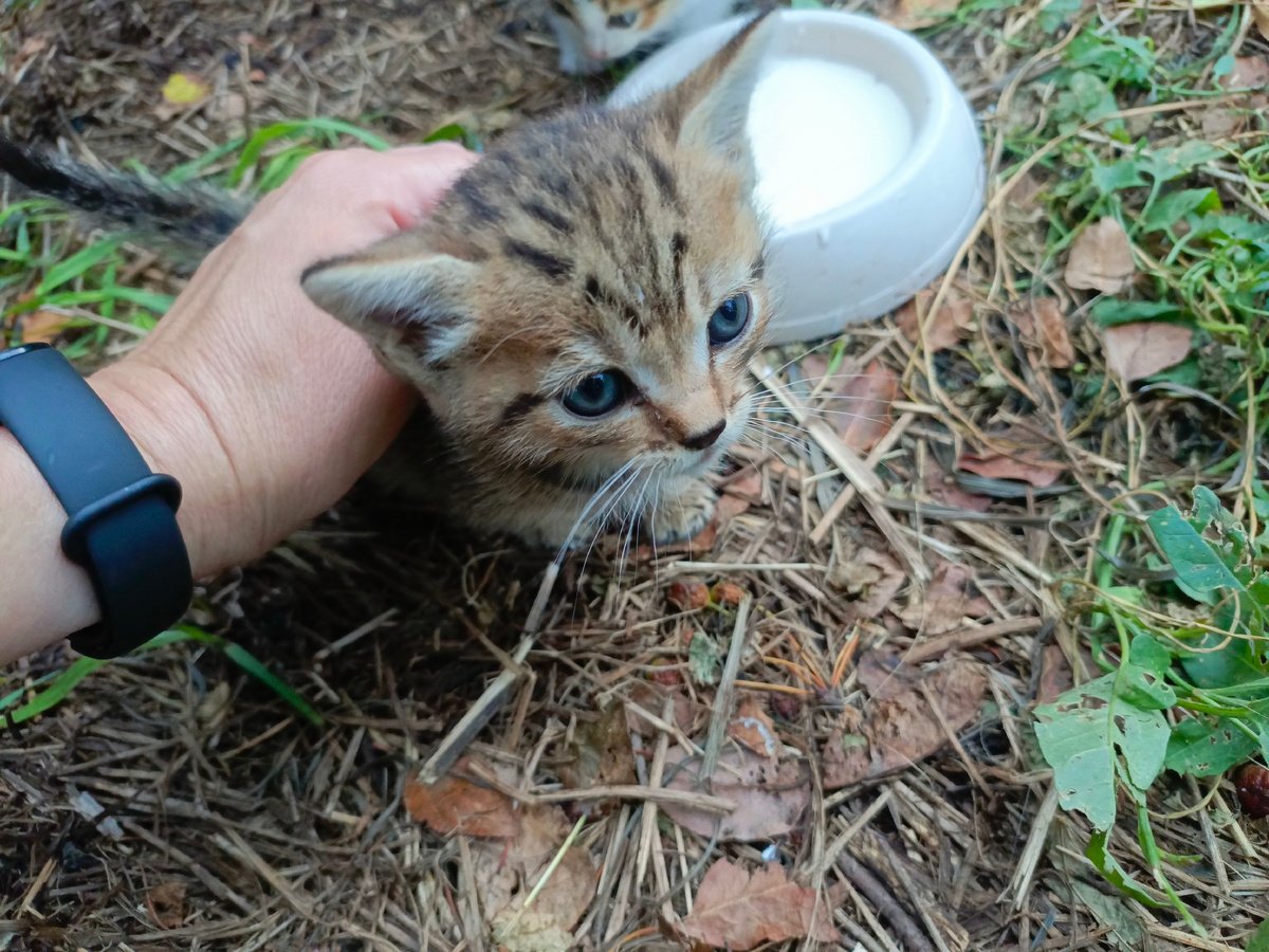 Леопардик. Самый ручной. ☺️